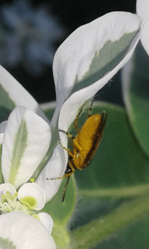 Tenthredinidae : Athalia sp.?